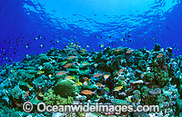 Underwater reef scene of mixed Hard Corals and fish. Great Barrier Reef, Queensland, Australia