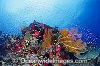 Underwater reef scene comprising Gorgonian Fan Coral and other Soft Corals, with Orange Fairy Basslets (Pseudanthias cf cheirospilos) and Purple Fairy Basslets (Pseudanthias tuka) feeding in the water column. Great Barrier Reef, Queensland, Australia
