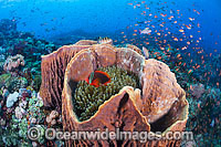 Colourful tropical reef scene, comprising of Barrel Sponge (Xestospongia testudinaria), Anemonefish and Anemone and schooling Basslets. A typical reef scene found throughout the Indo-Pacific, including the Great Barrier Reef, Australia.
