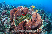 Colourful tropical reef scene, comprising of Barrel Sponge (Xestospongia testudinaria), Anemonefish and Anemone and a pair of Butterflyfish. A typical reef scene found throughout the Indo-Pacific, including the Great Barrier Reef, Australia.
