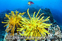 Colourful tropical reef scene, comprising of Crinoid Feather Stars, Soft Corals and a single Pacific Diana's Wrasse. A typical reef scene found throughout the Indo-Pacific, including the Great Barrier Reef, Australia.