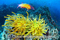 Colourful tropical reef scene, comprising of Crinoid Feather Stars, Soft Corals, a single Pacific Diana's Wrasse and masses of schooling Basslets. A typical reef scene found throughout the Indo-Pacific, including the Great Barrier Reef, Australia.