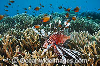 Tropical reef scene, showing a Lionfish (Pterois volitans) and Ring-tailed Cardinalfish (Apogon aureus) amongst Acropora Coral. Found throughout the Indo-Pacific, including the Great Barrier Reef, Australia.