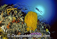 Scuba Diver exploring temperate deep water reef comprised of Whip Corals, Sponges, Zoanthids and Anemones. Bicheno, Tasmania, Southern Australia