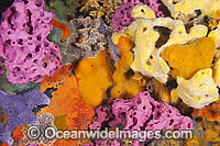 Mix of colourful Sea Sponges and Bryozoans, encrusting a pylon at Edithburgh Jetty. Photo taken at York Peninsula, South Australia, Australia.
