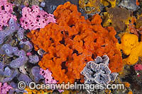 Mix of colourful Sea Sponges and Bryozoans, encrusting a pylon at Edithburgh Jetty. Photo taken at York Peninsula, South Australia, Australia.