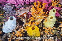 Mix of colourful Sea Sponges, Bryozoans and Sea Tunicates, encrusting a pylon at Edithburgh Jetty. Photo taken at York Peninsula, South Australia, Australia.