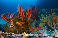 Temperate deep water reef seascape comprising of Sea Sponges, Crinoid Feather Stars and Reef Fish. Photo taken at Governor Island Marine Sanctuary, Bicheno, Tasmania, Australia.