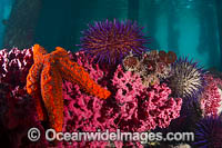 Temperate reef scene consisting of Sea Star, Sponges and Sea Urchin, photographed under Sorrento Pier, Port Phillip Bay, Mornington Peninsula, Victoria, Australia.