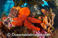 Temperate reef scene consisting of Sea Star, Sponges, Sea Urchin and Alga, photographed under Sorrento Pier, Port Phillip Bay, Mornington Peninsula, Victoria, Australia.