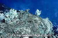 Reef Destruction. A Fishing Net, also known as Ghost Net, caught up on a tropical coral reef. Great Barrier Reef, Queensland, Australia