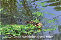 Estuarine Crocodile (Crocodylus porosus) in attack mode. Also known as Saltwater Crocodile. North Queensland, Australia