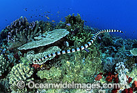 Banded Sea Snake (Laticauda colubrina) searching for prey. Also known as Banded Sea Krait. Indo-Pacific