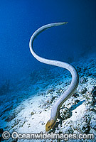 Olive Sea Snake (Aipysurus laevis) searching for prey. Also known as Golden Sea Snake. Great Barrier Reef, Queensland, Australia