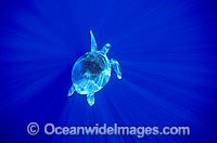 Green Sea Turtle (Chelonia mydas) in spiked sunrays. Great Barrier Reef, Queensland, Australia. Found in tropical and warm temperate seas worldwide. Listed on the IUCN Red list as Endangered species.