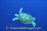 Green Sea Turtle (Chelonia mydas). Great Barrier Reef, Queensland, Australia. Found in tropical and warm temperate seas worldwide. Listed on the IUCN Red list as Endangered species.
