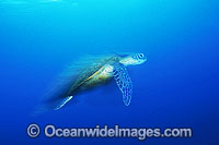 Green Sea Turtle (Chelonia mydas) 'racing'. Great Barrier Reef, Queensland, Australia. Found in tropical and warm temperate seas worldwide. Listed on the IUCN Red list as Endangered species.