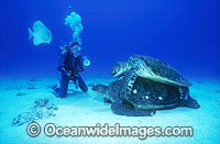 Mating Green Sea Turtles (Chelonia mydas) with Scuba Diver. Great Barrier Reef, Queensland, Australia. Found in tropical and warm temperate seas worldwide. Listed on the IUCN Red list as Endangered species.
