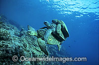 Mating Green Sea Turtles (Chelonia mydas) with secondary male during annual breeding season. Great Barrier Reef, Queensland, Australia. Found in tropical and warm temperate seas worldwide. Listed on the IUCN Red list as Endangered species.