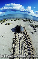 Female Green Sea Turtle (Chelonia mydas) returning to sea after nesting. Heron Island, Great Barrier Reef, Queensland, Australia. Found in tropical and warm temperate seas worldwide. Listed on the IUCN Red list as Endangered species.