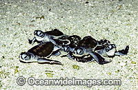 Green Sea Turtle (Chelonia mydas) hatchlings making way to the sea. Heron Island, Great Barrier Reef, Queensland, Australia. Found in tropical and warm temperate seas worldwide. Listed on the IUCN Red list as Endangered species.