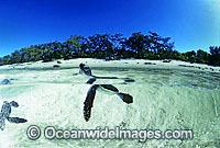 Green Sea Turtle (Chelonia mydas) hatchling in beach shallows. Heron Island, Great Barrier Reef, Queensland, Australia. Found in tropical and warm temperate seas worldwide. Listed on the IUCN Red list as Endangered species.