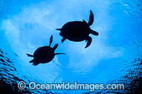Courting Green Sea Turtles (Chelonia mydas) during annual breeding season, silhouetted on surface. Great Barrier Reef, Queensland, Australia. Found in tropical and warm temperate seas worldwide. Listed on the IUCN Red list as Endangered species.