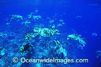 Unusual aggregation of Green Sea Turtles (Chelonia mydas) during annual breading season. Raine Island, Great Barrier Reef, Queensland, Australia. Found in tropical and warm temperate seas worldwide. Listed on the IUCN Red list as Endangered species.