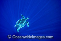Green Sea Turtle (Chelonia mydas) in spiked sunrays. Great Barrier Reef, Queensland, Australia. Found in tropical and warm temperate seas worldwide. Listed on the IUCN Red list as Endangered species.