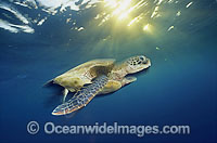 Green Sea Turtle (Chelonia mydas) - in sunrays as the sun sets. Great Barrier Reef, Queensland, Australia. Found in tropical and warm temperate seas worldwide. Listed on the IUCN Red list as Endangered species.