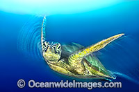 Green Sea Turtle (Chelonia mydas). Great Barrier Reef, Queensland, Australia. Found in tropical and warm temperate seas worldwide. Listed on the IUCN Red list as Endangered species.
