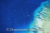 Aerial view of thousands of Green sea turtles