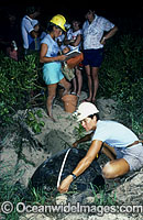 Sea Turtle Researchers measure and record the carapace of a nesting Green Sea Turtle (Chelonia mydas). Heron Island, Great Barrier Reef, Queensland, Australia. Found in tropical and warm temperate seas worldwide. Endangered species on IUCN Red list.