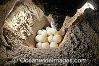 Nesting female Green Sea Turtle (Chelonia mydas), depositing eggs during annual breeding season. Heron Island, Great Barrier Reef, Queensland, Australia. Found in tropical and warm temperate seas worldwide. Endangered species on the IUCN Red list.