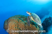 Green Sea Turtle (Chelonia mydas). Found in tropical and warm temperate seas worldwide. Photo taken at Heron Island, Great Barrier Reef, Queensland, Australia. Listed as Endangered Species on the IUCN Red List.