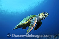Loggerhead Sea Turtle (Caretta caretta). Great Barrier Reef, Queensland, Australia. Found in tropical and warm temperate seas worldwide. Endangered species listed on IUCN Red list.