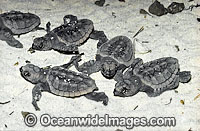 Loggerhead Sea Turtle (Caretta caretta), hatchlings emerging from sand nest. Heron Island, Great Barrier Reef, Queensland, Australia. Found in tropical and warm temperate seas worldwide. Endangered species listed on IUCN Red list.