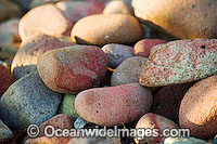 Beach Rubble - comprising of broken coral, sea shells and a Shore Crab carapace. Great Barrier Reef, Queensland, Australia