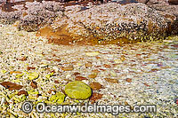 Beach Rubble - comprising of broken coral and sea shells. Hayman Island, Whitsunday Islands, Queensland, Australia