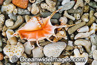 Beach Rubble - comprising of broken coral, sea shells and a Stromb Shell. Great Barrier Reef, Queensland, Australia