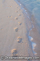 Footprints in the sand on a tropical island beach. Cocos (Keeling) Islands, Indian Ocean, Australia