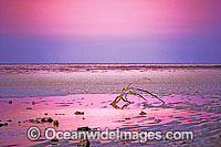 Coastal Seascape of Driftwood on a tropical seashore at dusk. Heron Island, Great Barrier Reef, Queensland, Australia