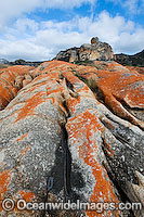 The Dock, an extensive lichen (Caloplaca sp.) covered granite boulder coastline. Flinders Island, Tasmania, Australia