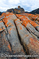 The Dock, an extensive lichen (Caloplaca sp.) covered granite boulder coastline. Flinders Island, Tasmania, Australia