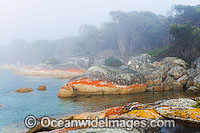 An extensive lichen (Caloplaca sp.) covered granite boulder coastline with early morning fog. Flinders Island, Tasmania, Australia