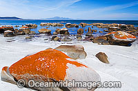 Sawyers Bay Beach, an extensive lichen (Caloplaca sp.) covered granite boulder coastline. Flinders Island, Tasmania, Australia