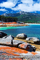 Trousers Point Cove, showing extensive lichen (Caloplaca sp.) covered granite boulder coastline with Strezlecki National Park granite peaks in background. Flinders Island, Tasmania, Australia