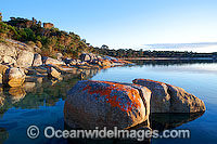 Yellow Beach, showing extensive lichen (Caloplaca sp.) covered granite boulder coastline. Flinders Island, Tasmania, Australia