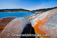 Cave Beach, showing extensive lichen (Caloplaca sp.) covered granite boulder coastline. Settlement Point, Flinders Island, Tasmania, Australia