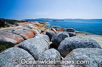 Settlement Point (near Caves Beach), showing extensive lichen (Caloplaca sp.) covered granite boulder coastline. Flinders Island, Tasmania, Australia